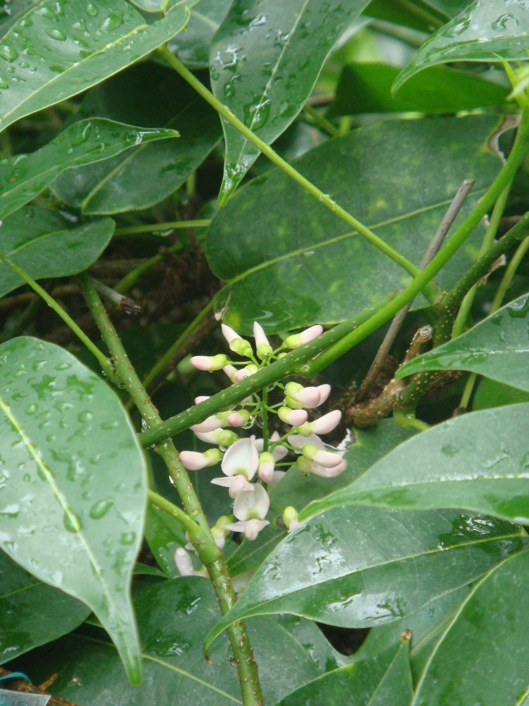 Derris trifoliata Loureiro